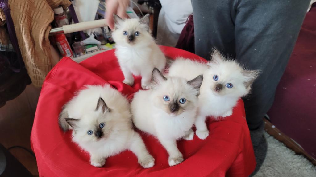 Fefa's December Litter photo 26
