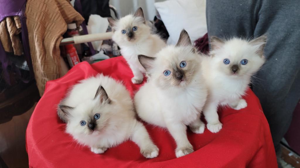 Fefa's December Litter photo 24