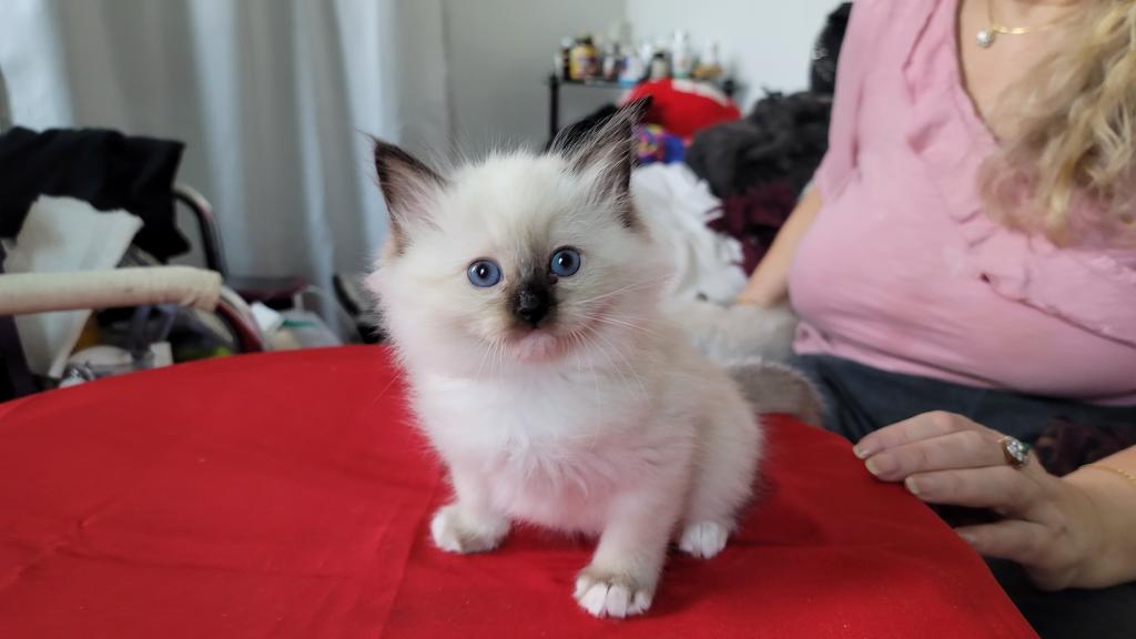Fefa's December Litter photo 21