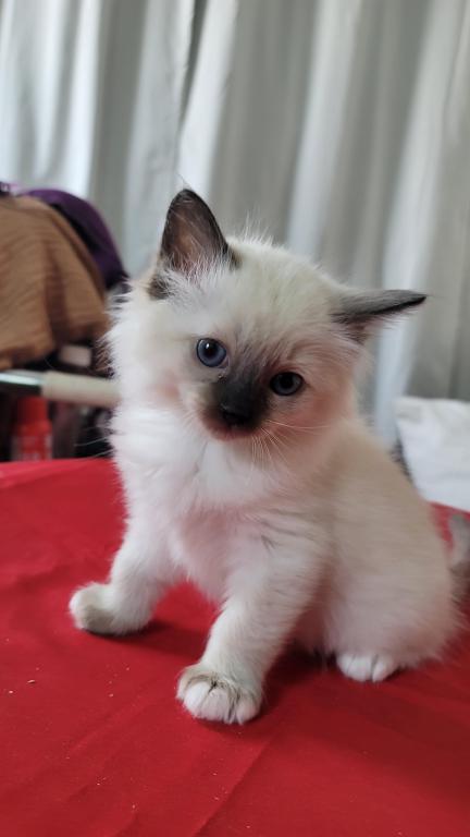 Fefa's December Litter photo 12