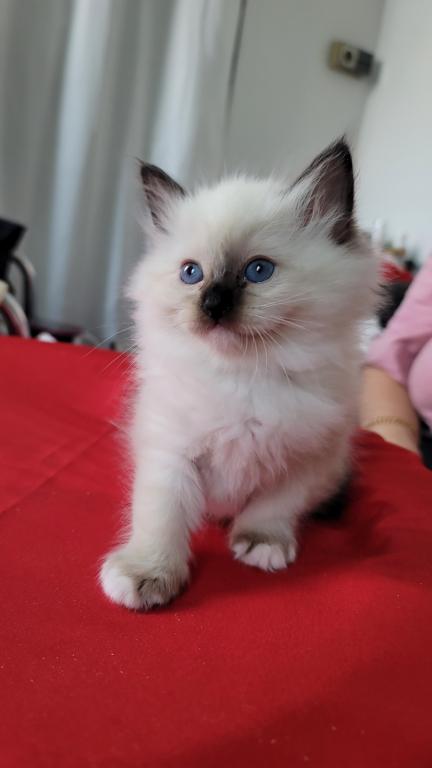 Fefa's December Litter photo 14