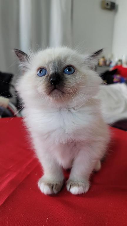 Fefa's December Litter photo 9