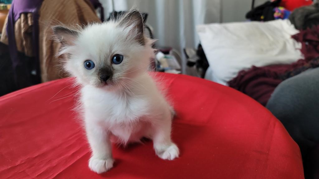 Fefa's December Litter photo 3