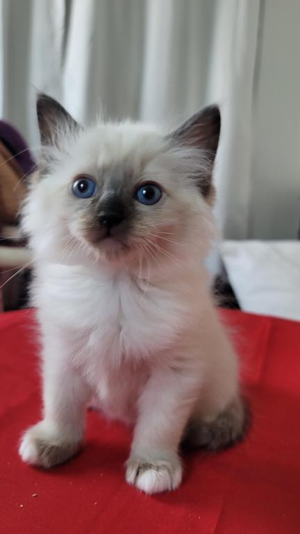 Fefa's December Litter photo 11