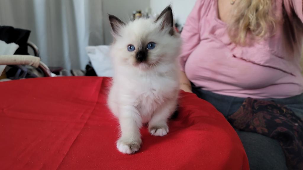 Fefa's December Litter photo 15