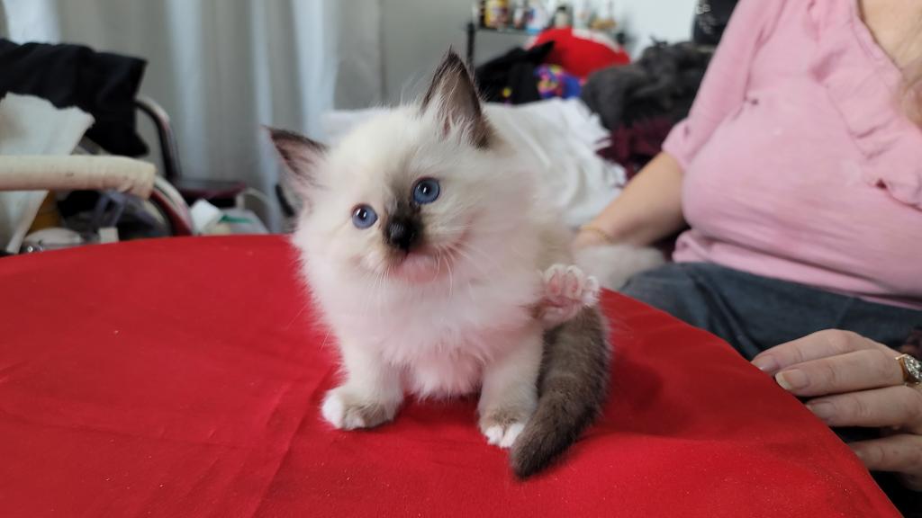 Fefa's December Litter photo 20