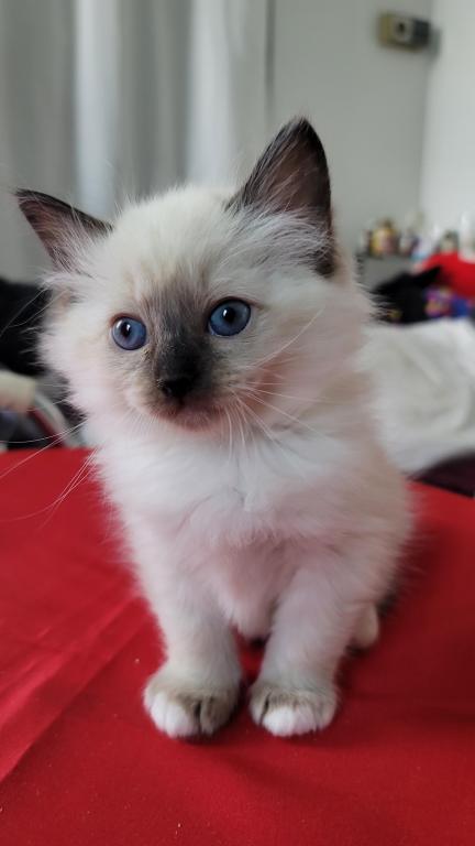 Fefa's December Litter photo 10
