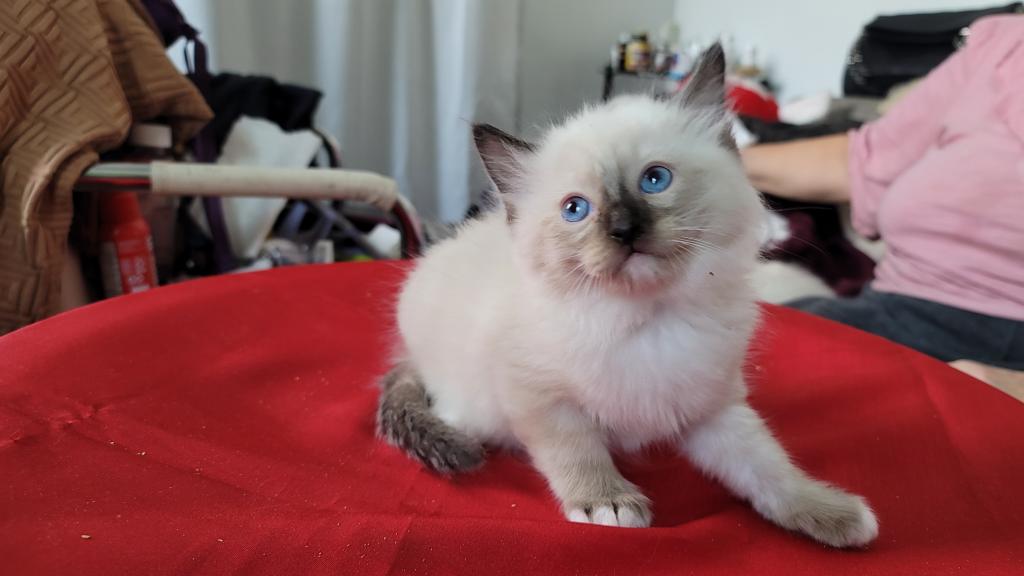 Fefa's December Litter photo 19