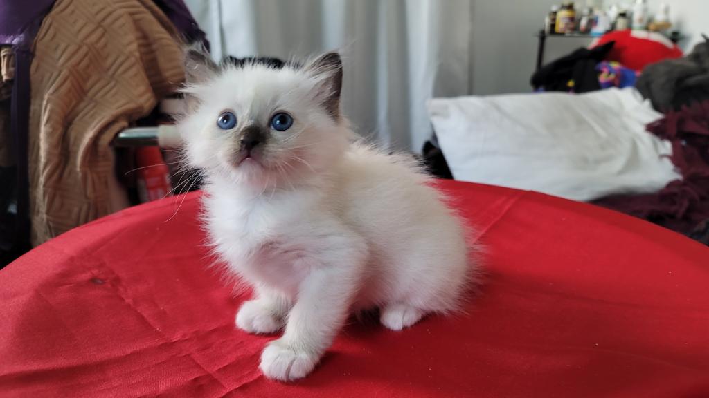 Fefa's December Litter photo 6