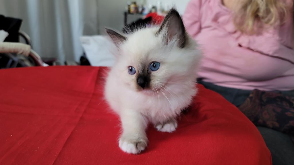 Fefa's December Litter photo 16