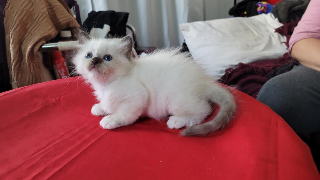 Fefa's December Litter photo 4