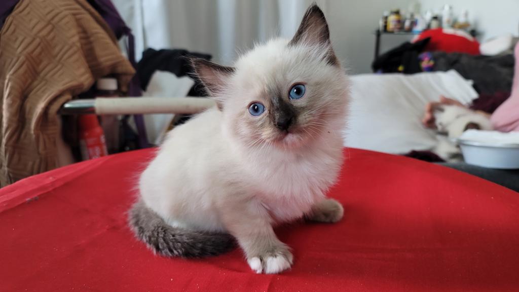 Fefa's December Litter photo 18