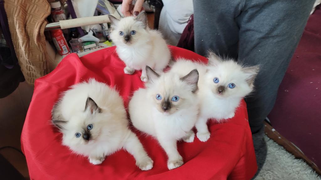 Fefa's December Litter
