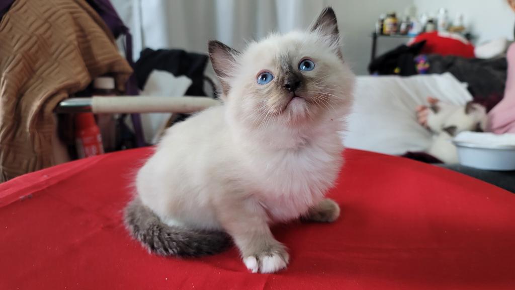 Fefa's December Litter photo 23