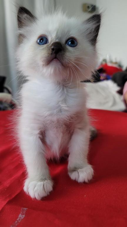 Fefa's December Litter photo 7