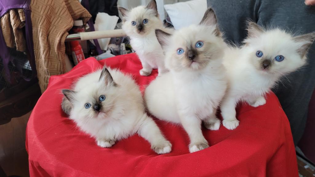 Fefa's December Litter photo 25