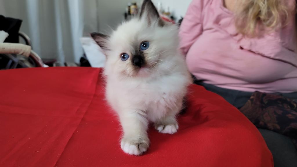 Fefa's December Litter photo 17