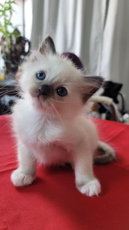 Fefa's December Litter photo 2