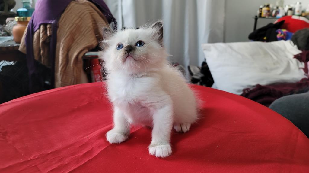 Fefa's December Litter photo 5