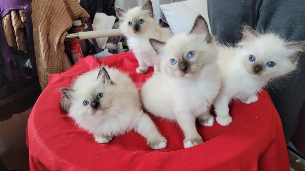 Fefa's December Litter photo 22