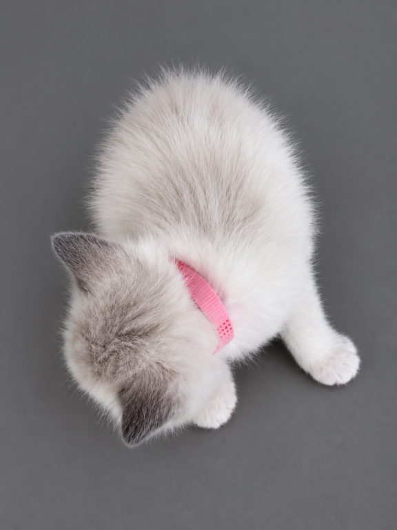 Luna photo 2
