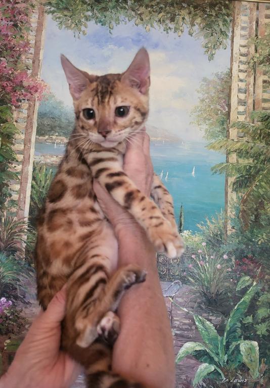 Bengal Gorgeous Kittens photo 7