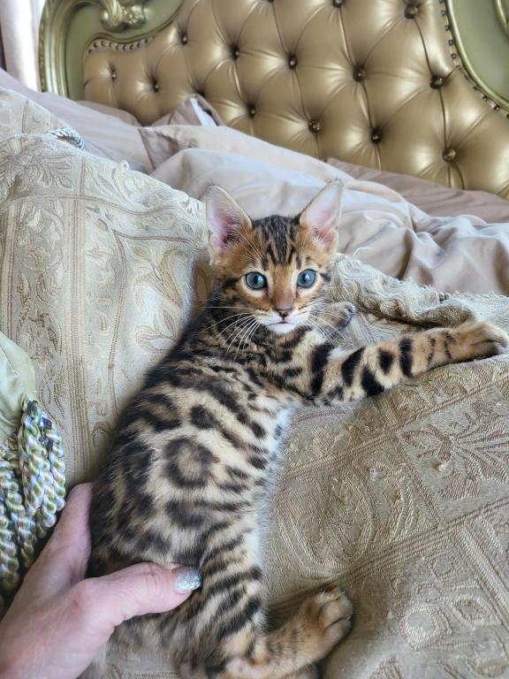 Bengal Gorgeous Kittens photo 8