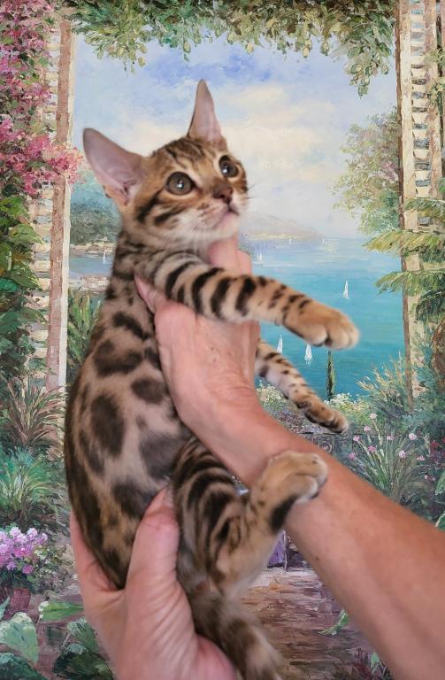 Bengal Gorgeous Kittens photo 6