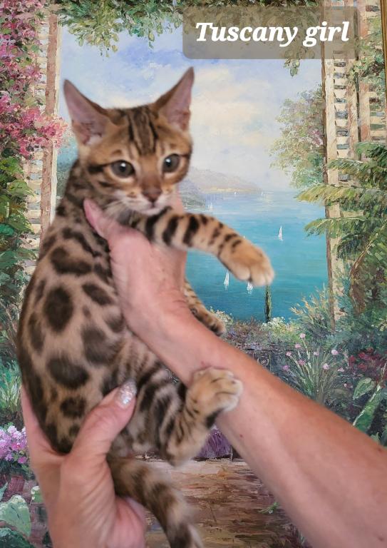 Bengal Gorgeous Kittens photo 4