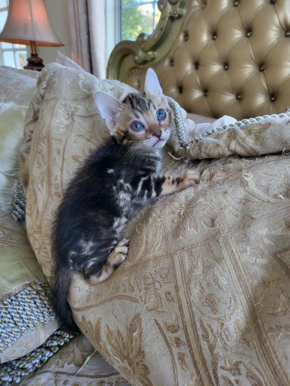 Bengal Gorgeous Kittens photo 9