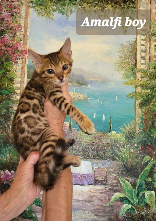 Bengal Gorgeous Kittens photo 2