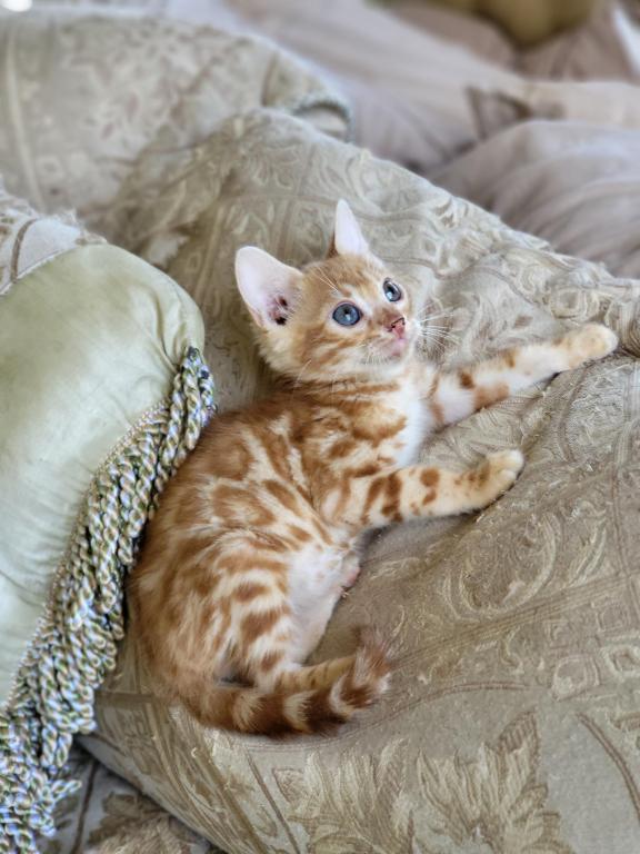 Bengal Gorgeous Kittens photo 5