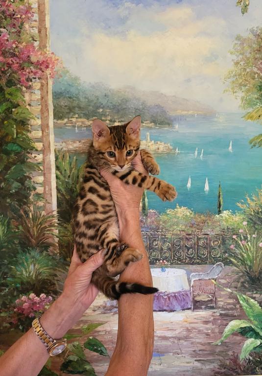 Bengal Gorgeous Kittens photo 1