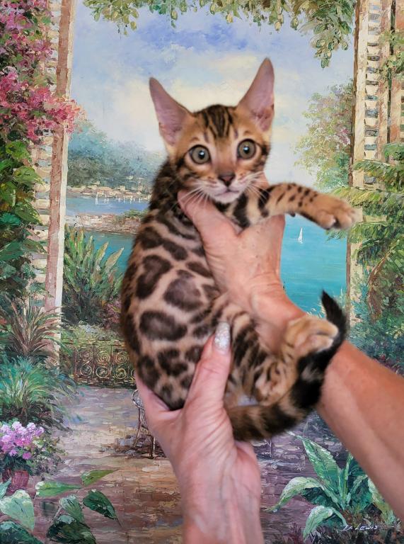 Bengal Gorgeous Kittens photo 3