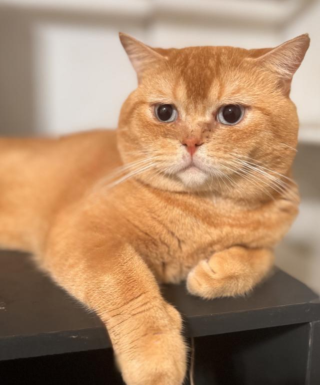Marmalade photo 1
