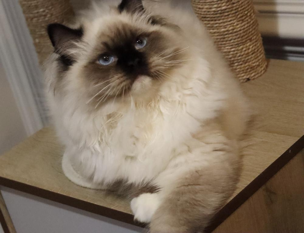 Seal Mitted photo 7