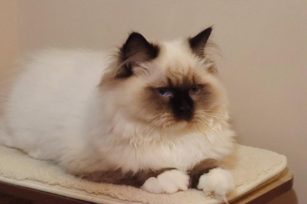 Seal Mitted photo 2