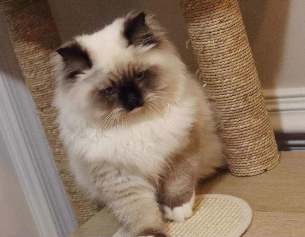 Seal Mitted photo 4