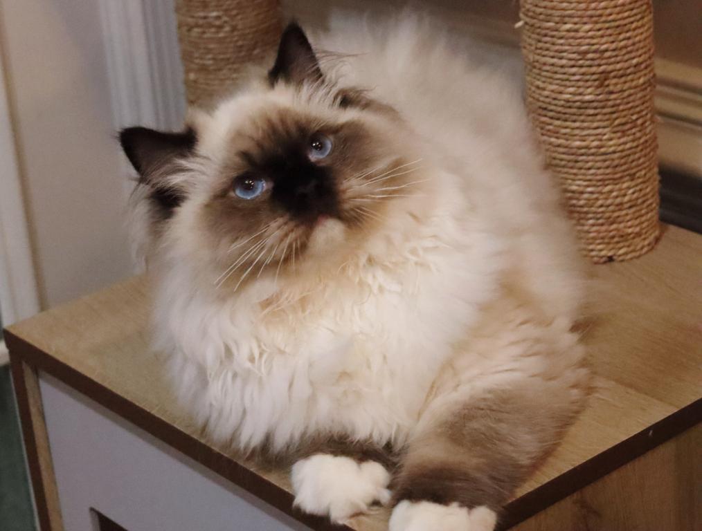 Seal Mitted photo 8