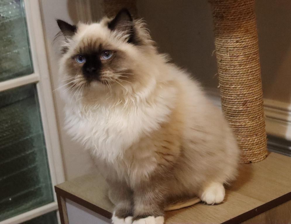 Seal Mitted photo 6