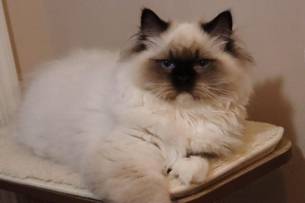 Seal Mitted photo 3