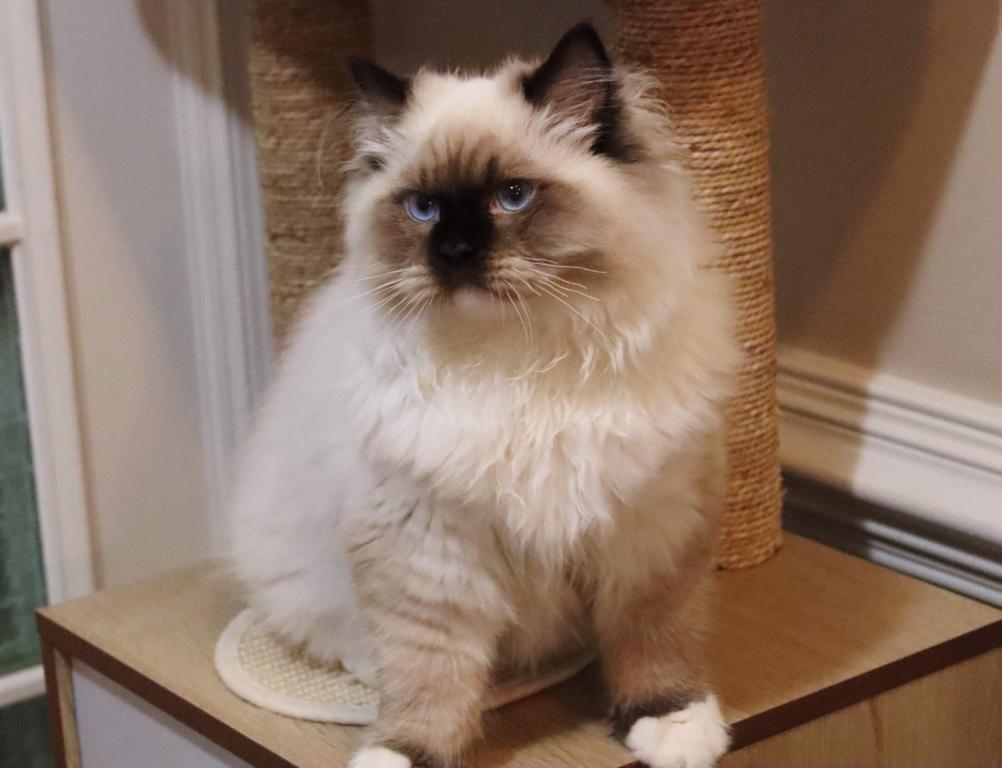 Seal Mitted photo 5