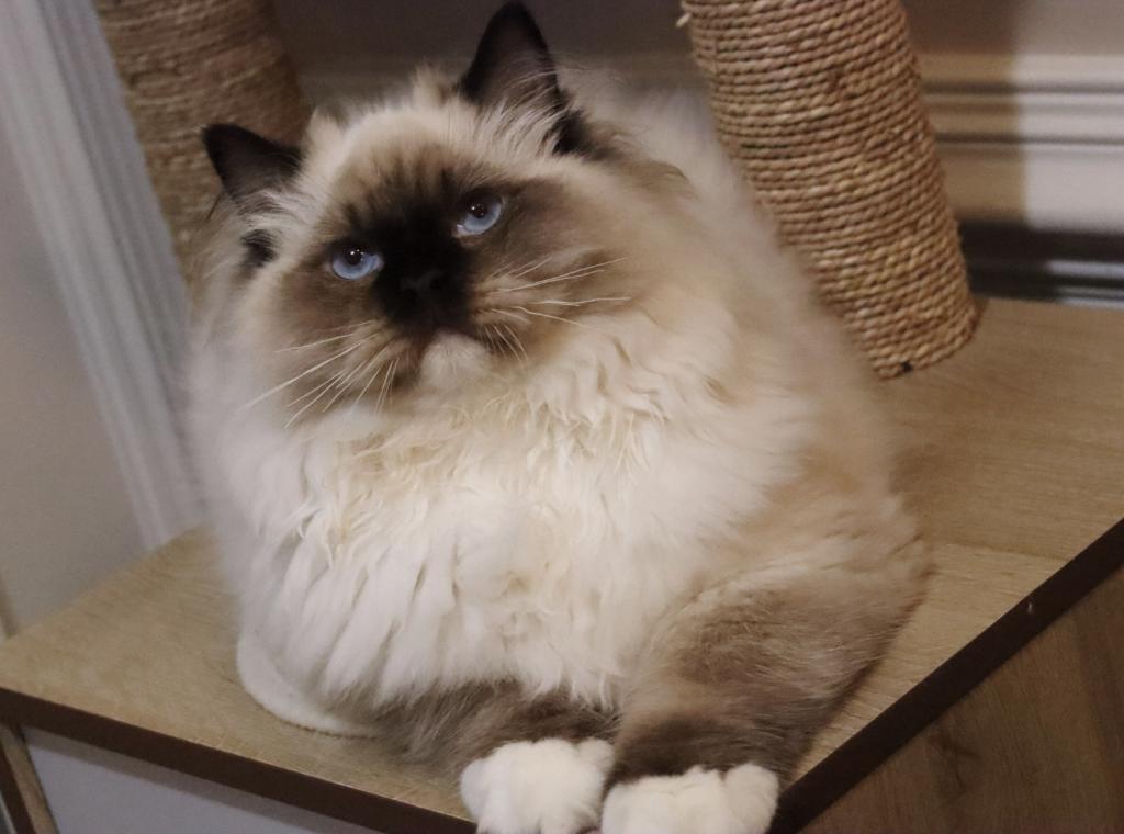 Seal Mitted photo 9
