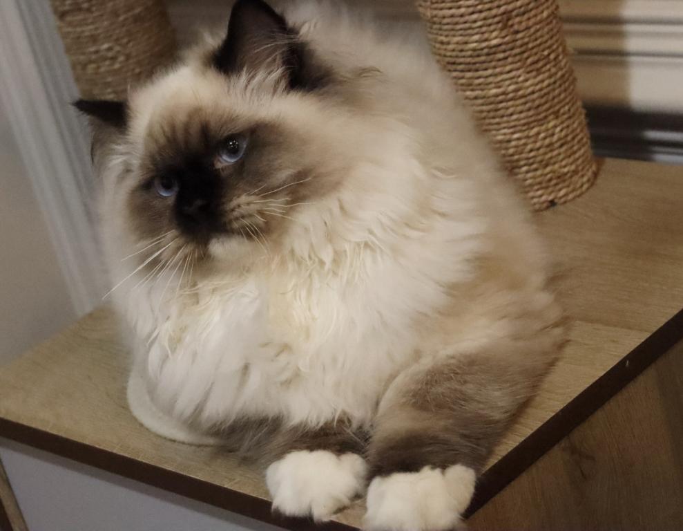 Seal Mitted photo 1