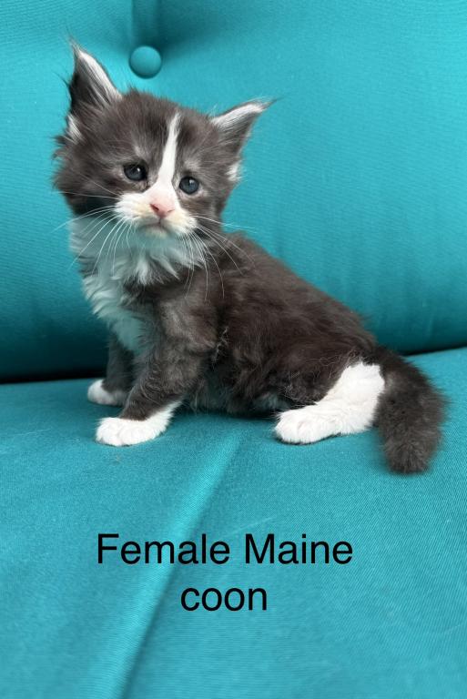 Blue And White Female Maine Coon Kitten photo 4