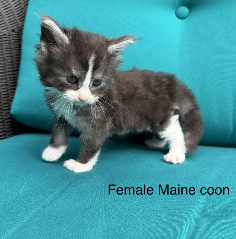 Blue And White Female Maine Coon Kitten photo 3
