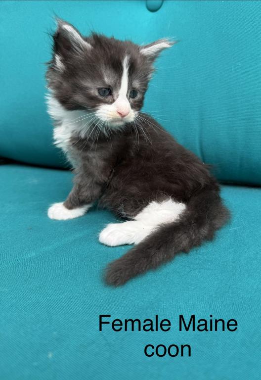 Blue And White Female Maine Coon Kitten photo 2