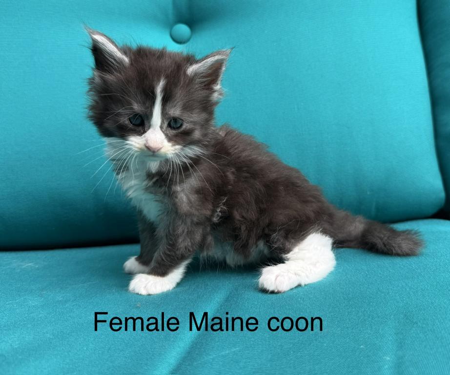 Blue And White Female Maine Coon Kitten photo 1