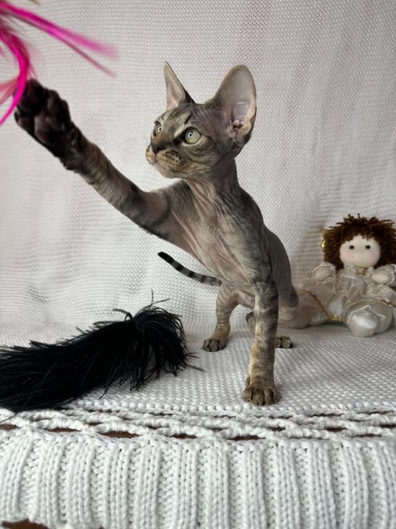 Tabby Male photo 3