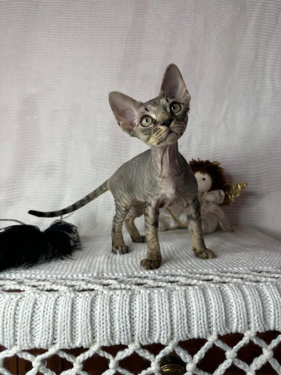Tabby Male photo 5